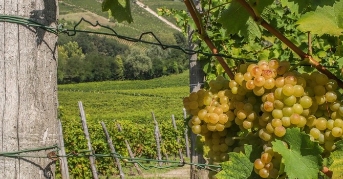 La mappa del vino, i vigneti piemontesi sono 1,6 °C più caldi rispetto alla Rioja