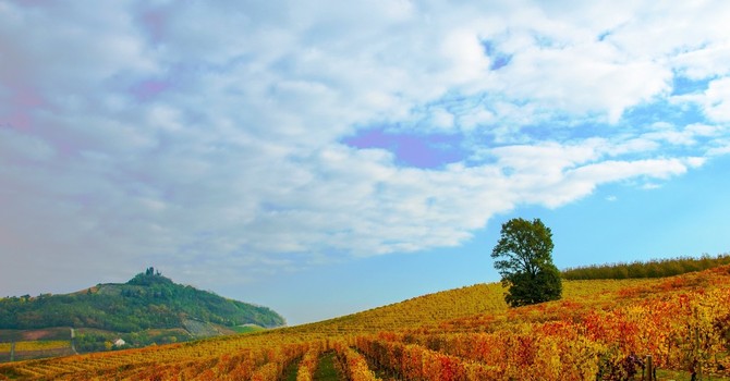 Fondi Ue, il Piemonte fa il pieno: recuperati 42 milioni per lo sviluppo rurale e altri 19 per il mondo vinicolo