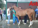 Palio di Asti: reso noto il calendario delle visite veterinarie per i cavalli partecipanti all'edizione 2024