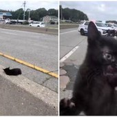 "C'è un gatto in autostrada", l'operazione di salvataggio (riuscita) a New York
