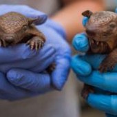 Lebbra, casi in aumento in Florida e l'armadillo torna sotto i riflettori Lebbra, casi in aumento in Florida e l'armadillo torna sotto i riflettori