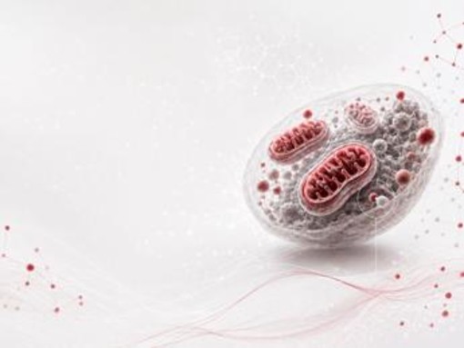 Ricerca, studio italiano svela il ruolo dei mitocondri nell'invecchiamento sano