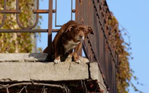 No a cani e gatti su balconi, scantinati, terrazze e cortili: la nuova legge in Spagna No a cani e gatti su balconi, scantinati, terrazze e cortili: la nuova legge in Spagna