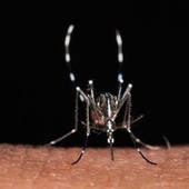 Da zecche a zanzare rischio virus in vacanza, Bassetti: "Non solo in Paesi esotici" Da zecche a zanzare rischio virus in vacanza, Bassetti: "Non solo in Paesi esotici"