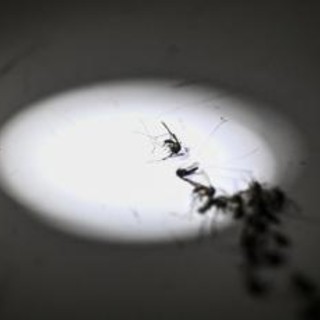 Zanzara della malaria in Italia dopo oltre 50 anni: la scoperta in Puglia