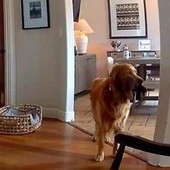 Il ladro entra in casa, il labrador fa festa e porta i giochi... Il ladro entra in casa, il labrador fa festa e porta i giochi...