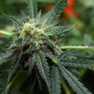 Usa verso svolta storica su marijuana, sarà 'droga meno pericolosa'