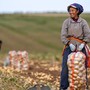 La Cina prevede un 2026 da record per il raccolto di cereali