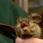 Donna si risveglia con un pipistrello in faccia: "Voleva infilarsi in bocca"
