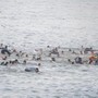 Migranti a Ceuta, Ue: "Solidali con la Spagna e cordoglio per le vittime" Migranti a Ceuta, Ue: "Solidali con la Spagna e cordoglio per le vittime"
