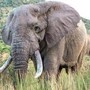 Uganda, scontro tra minibus ed elefante in parco nazionale: 3 morti Uganda, scontro tra minibus ed elefante in parco nazionale: 3 morti