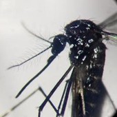 Dengue, in focolai in Italia prevale trasmissione a breve distanza: entro 400 metri Dengue, in focolai in Italia prevale trasmissione a breve distanza: entro 400 metri