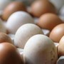 Epidemia di salmonella nel Regno Unito, 1 morto e oltre 200 casi: "Colpa delle uova importate" Epidemia di salmonella nel Regno Unito, 1 morto e oltre 200 casi: "Colpa delle uova importate"