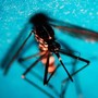 West Nile, caso di encefalite a Napoli. Rezza: "Sorveglianze bloccate, serve soluzione" West Nile, caso di encefalite a Napoli. Rezza: "Sorveglianze bloccate, serve soluzione"