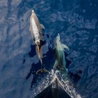 A delfini status legale esseri umani per difenderli meglio, la campagna in Corea del Sud