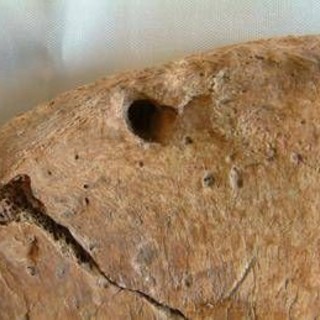 Il gladiatore di York e il leone, nello scheletro la prova delle lotte uomo-animali