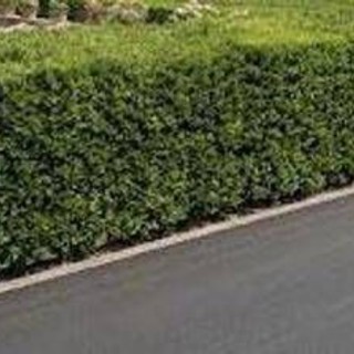 La siepe è verde e ben potata ma sporge, multa da 180 euro a ogni condomino della palazzina