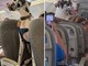 C'è un alano sull'aereo, il viaggio speciale con Horus