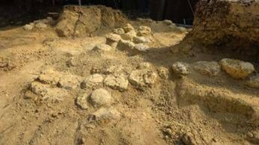 In Francia trovate oltre 100 uova di dinosauro, hanno 72 milioni di anni In Francia trovate oltre 100 uova di dinosauro, hanno 72 milioni di anni