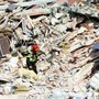 Piantedosi: "Il 6 aprile di 17 anni fa il terremoto dell'Aquila, ferita resta aperta" Piantedosi: "Il 6 aprile di 17 anni fa il terremoto dell'Aquila, ferita resta aperta"