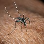 In Italia 351 casi di West Nile, 22 i decessi