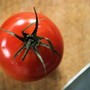 Rischio salmonella a Bari, Asl vieta pomodori freschi in mense nidi, scuole e Rsa Rischio salmonella a Bari, Asl vieta pomodori freschi in mense nidi, scuole e Rsa