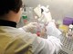 Esofagite eosinofila, risultati positivi per tezepelumab in fase 3
