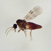Virus Shamonda, chi lo trasmette? L'imputato è il Culicoides: identikit del 'moscerino pungente' Virus Shamonda, chi lo trasmette? L'imputato è il Culicoides: identikit del 'moscerino pungente'