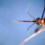 West Nile, terzo morto nell'Oristanese e nuovo contagio: casi salgono a 38
