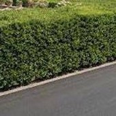 La siepe è verde e ben potata ma sporge, multa da 180 euro a ogni condomino della palazzina