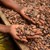 Alimenti, Icam presenta bilancio di sostenibilità 2025: la filiera del cacao che crea valore Alimenti, Icam presenta bilancio di sostenibilità 2025: la filiera del cacao che crea valore