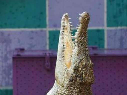 Svelato il mistero del coccodrillo a Ladispoli, il sindaco: &quot;Era un giocattolo, denuncia per procurato allarme&quot;
