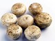 Da funghi champignon possibile azione anti-cancro prostata, si studia meccanismo Da funghi champignon possibile azione anti-cancro prostata, si studia meccanismo