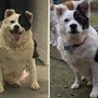 Da 30 a 15 chili in sei mesi, la rinascita di Patch: il cane che ha sconfitto l'obesità Da 30 a 15 chili in sei mesi, la rinascita di Patch: il cane che ha sconfitto l'obesità