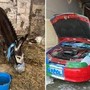 Napoli-Cagliari, l''asino azzurro' e l'auto tricolore: i sequestri verso lo scudetto