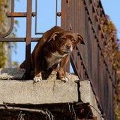 No a cani e gatti su balconi, scantinati, terrazze e cortili: la nuova legge in Spagna