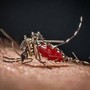 Lo strano effetto 'boomerang' dei repellenti: forse le zanzare stanno imparando ad amarli