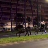 Cavalli in fuga a Roma, 4 vigili urbani fuori dalla parate del 2 giugno