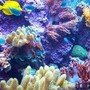 Ambiente, scienziati cinesi scoprono tecnologia per riproduzione coralli