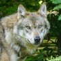 Bambini azzannati a Noicattaro, nuovi avvistamenti del lupo: scatta la caccia anche con i droni Bambini azzannati a Noicattaro, nuovi avvistamenti del lupo: scatta la caccia anche con i droni