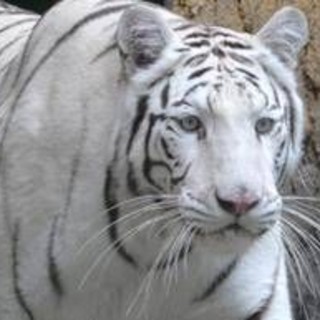 Tragedia allo zoo in Ucraina, tigre bianca sbrana e uccide un uomo