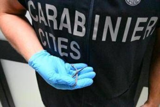Palermo, fermento all'aeroporto: trovato piccolo serpente sul volo da Lampedusa