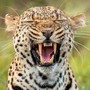 Dalle zebre di Orbán ai leopardi per Trump: leader mondiali e bizzarri zoo privati