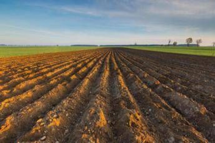Ismea, riparte 'Generazione Terra', 120 mln per giovani agricoltori nel 2026 Ismea, riparte 'Generazione Terra', 120 mln per giovani agricoltori nel 2026