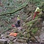 Tenta di salvare 13enne precipitato in una scarpata nel Bosco del Corniglio: morto capo scout