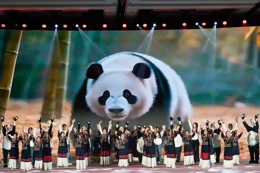 Cina: popolazione di panda giganti in cattività quasi raddoppiata in un decennio Cina: popolazione di panda giganti in cattività quasi raddoppiata in un decennio