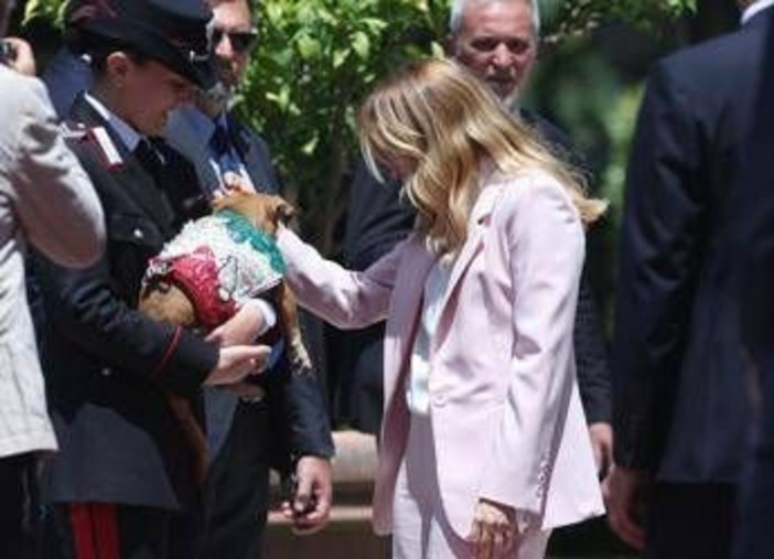 Italia-Corea, Meloni si fa foto con 'Briciola': cagnolina mascotte Carabinieri 'star' a Villa Pamphlij Italia-Corea, Meloni si fa foto con 'Briciola': cagnolina mascotte Carabinieri 'star' a Villa Pamphlij