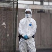 Hantavirus, l'esperta: "Non si rischia nuova pandemia, più letale ma diverso da Covid" Hantavirus, l'esperta: "Non si rischia nuova pandemia, più letale ma diverso da Covid"