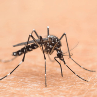 Nel Lazio primi 2 casi autoctoni di West Nile, oggi cabina di regia in Regione