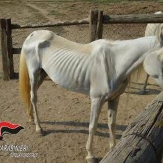 Asti, 12 cavalli denutriti salvati da allevamento e trasferiti nel varesotto Asti, 12 cavalli denutriti salvati da allevamento e trasferiti nel varesotto